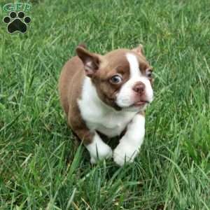 Isla, Boston Terrier Puppy
