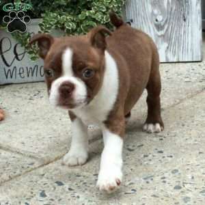 Isla, Boston Terrier Puppy