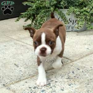 Isla, Boston Terrier Puppy
