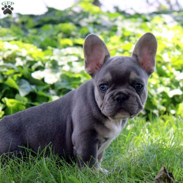 Ivan, French Bulldog Puppy