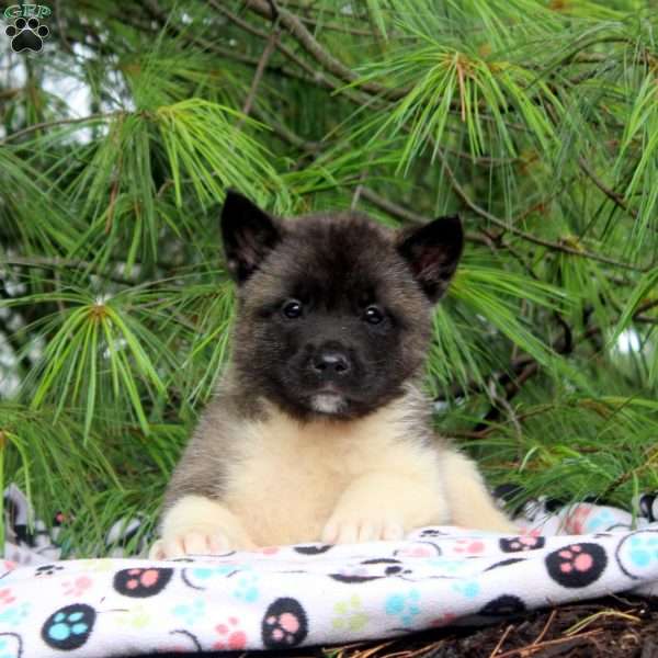 Ivan, Akita Puppy