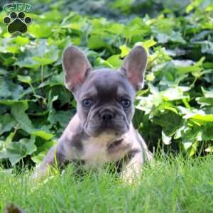 Ivan, French Bulldog Puppy