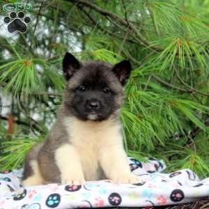 Ivan, Akita Puppy