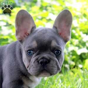 Ivan, French Bulldog Puppy
