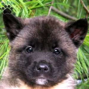Ivan, Akita Puppy