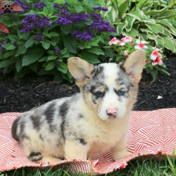 Ivo, Pembroke Welsh Corgi Puppy