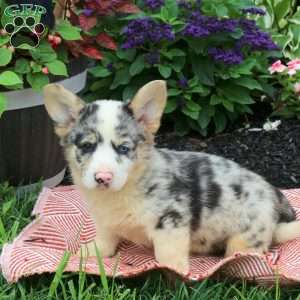 Ivo, Pembroke Welsh Corgi Puppy