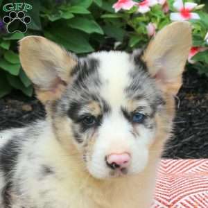 Ivo, Pembroke Welsh Corgi Puppy