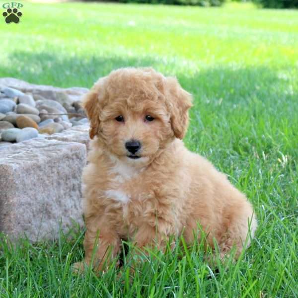 Ivy, Bich-Poo Puppy