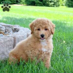 Ivy, Bich-Poo Puppy