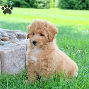 Ivy, Bich-Poo Puppy