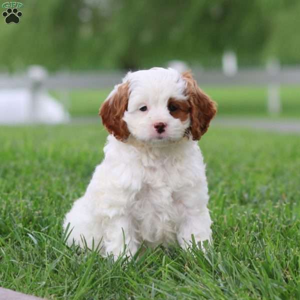 Ivy, Cavapoo Puppy