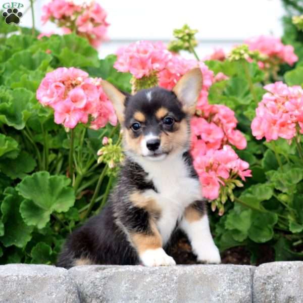 Ivy, Pembroke Welsh Corgi Puppy