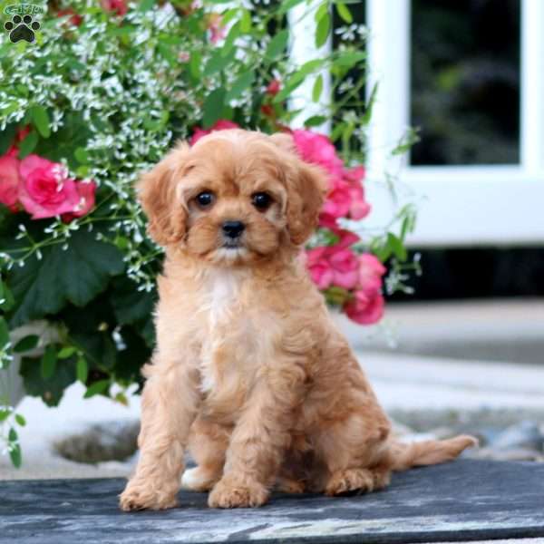 Ivy, Cavapoo Puppy