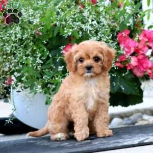 Ivy, Cavapoo Puppy