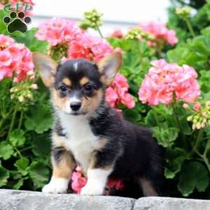 Ivy, Pembroke Welsh Corgi Puppy