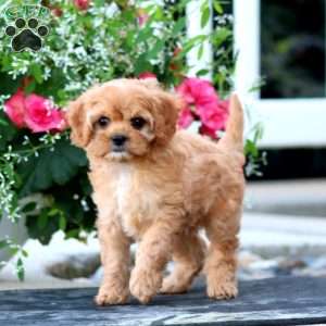 Ivy, Cavapoo Puppy