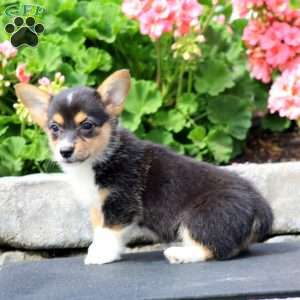 Ivy, Pembroke Welsh Corgi Puppy