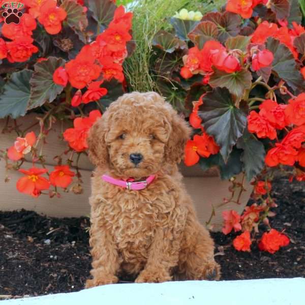 Izzie, Miniature Poodle Puppy