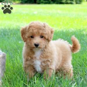 Izzie, Bich-Poo Puppy