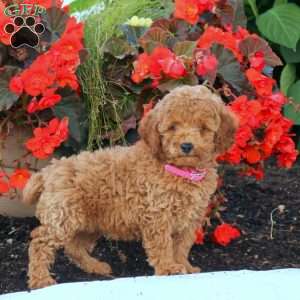 Izzie, Miniature Poodle Puppy