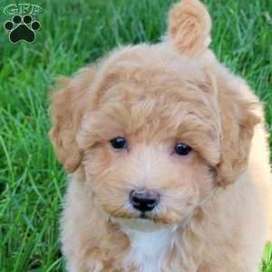 Izzie, Bich-Poo Puppy