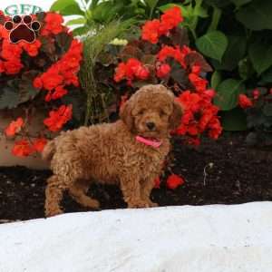 Izzie, Miniature Poodle Puppy