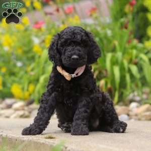 Izzy, Newfypoo Puppy