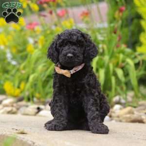 Izzy, Newfypoo Puppy
