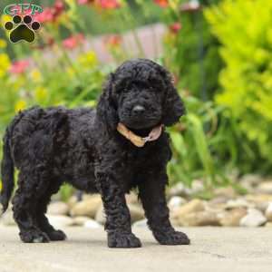 Izzy, Newfypoo Puppy