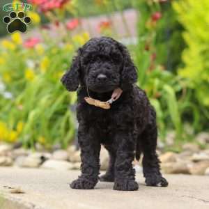 Izzy, Newfypoo Puppy