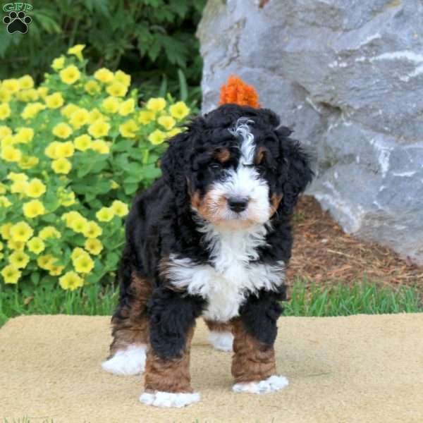 Izzy, Mini Bernedoodle Puppy