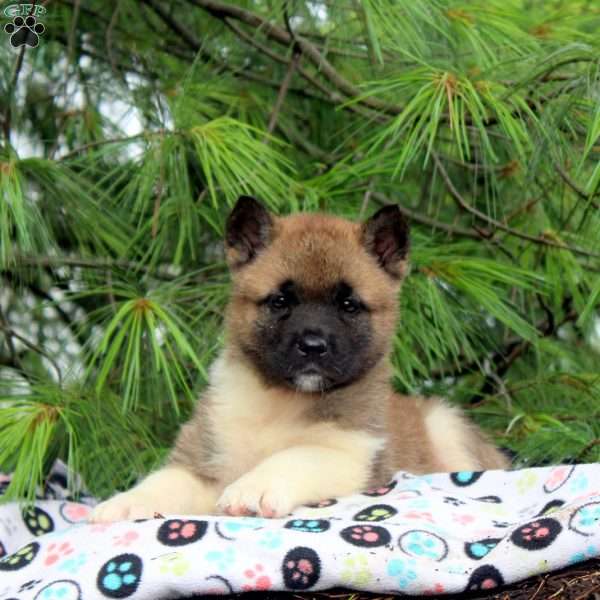 Izzy, Akita Puppy