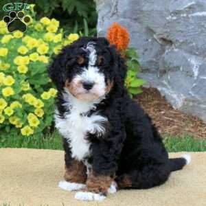Izzy, Mini Bernedoodle Puppy