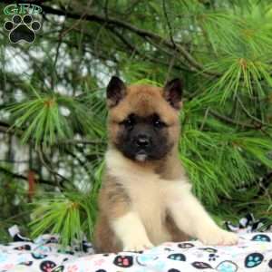 Izzy, Akita Puppy