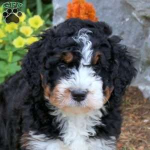 Izzy, Mini Bernedoodle Puppy