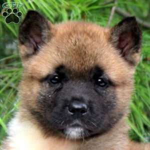 Izzy, Akita Puppy