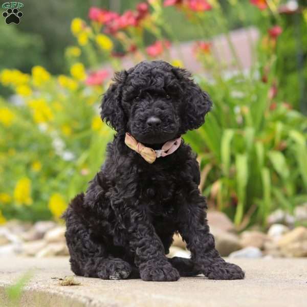 Izzy, Newfypoo Puppy