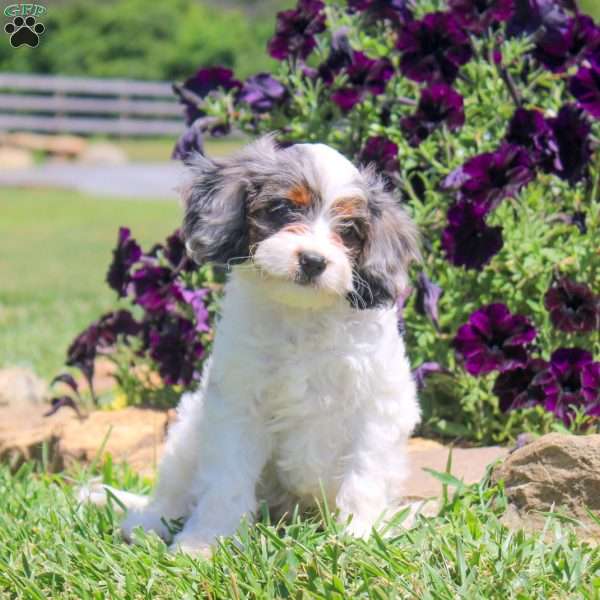 Jabel, Cavapoo Puppy