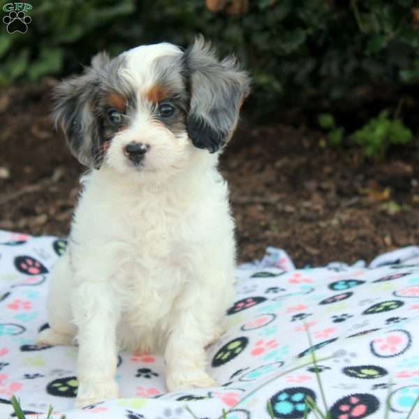 Jabel, Cavapoo Puppy