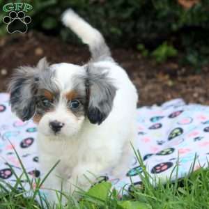 Jabel, Cavapoo Puppy