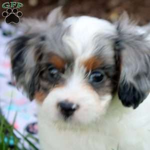 Jabel, Cavapoo Puppy