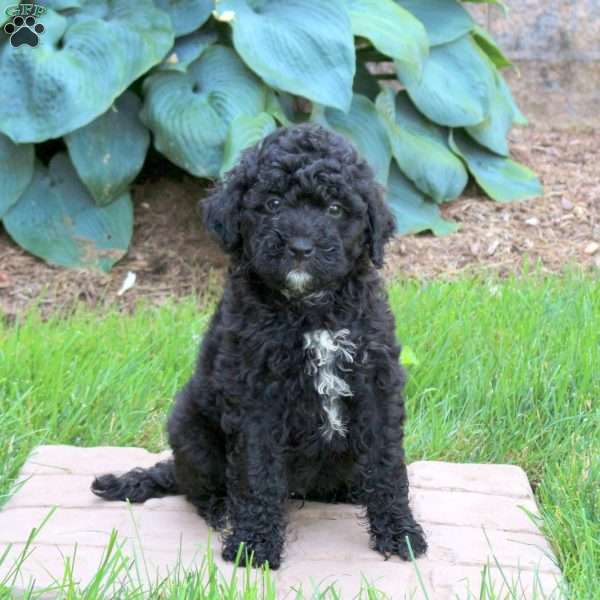 Jace, Mini Golden Mountain Doodle Puppy