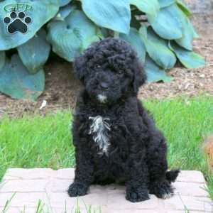 Jace, Mini Golden Mountain Doodle Puppy