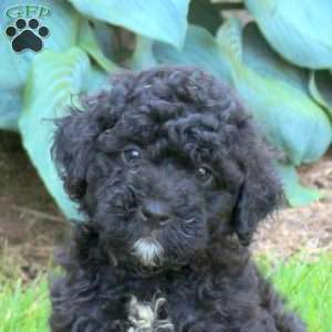 Jace, Mini Golden Mountain Doodle Puppy