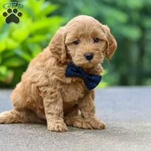 Jack, Cockapoo Puppy