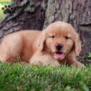 Jack, Golden Retriever Puppy