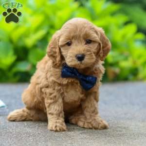 Jack, Cockapoo Puppy