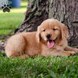 Jack, Golden Retriever Puppy