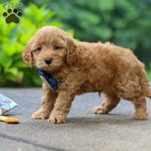 Jack, Cockapoo Puppy